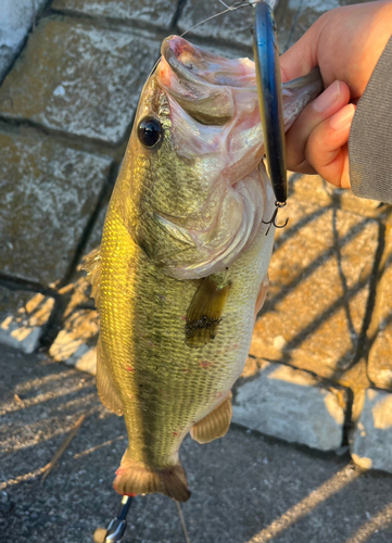 ラージマウスバスの釣果