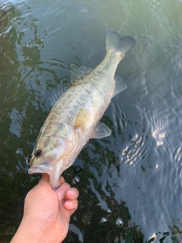 ラージマウスバスの釣果