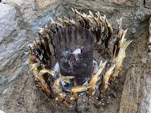 アユの釣果