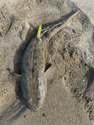 マゴチの釣果