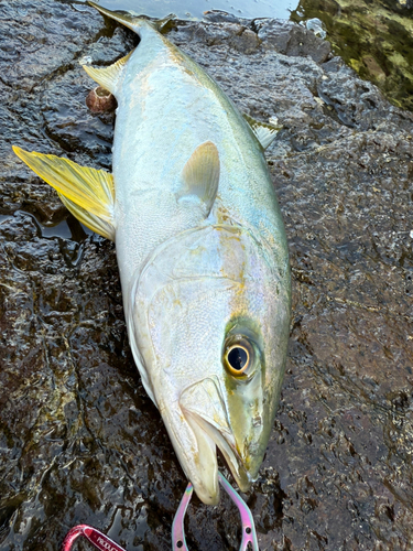 ヒラマサの釣果