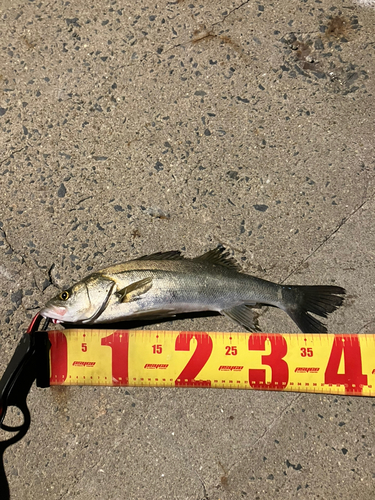 シーバスの釣果