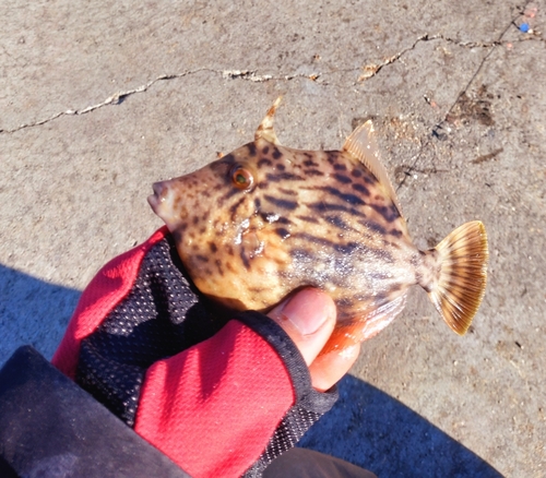 カワハギの釣果