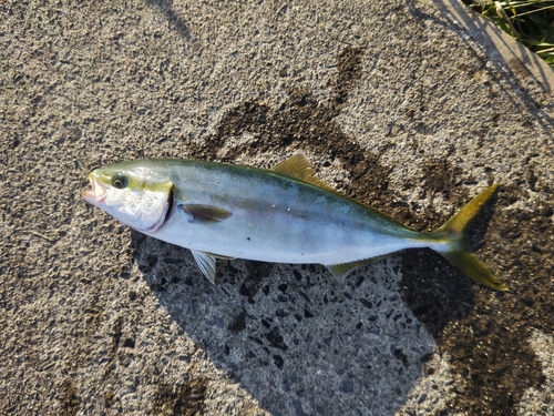 ワカシの釣果