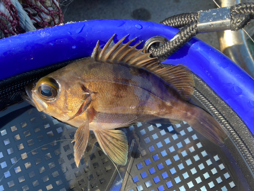 メバルの釣果