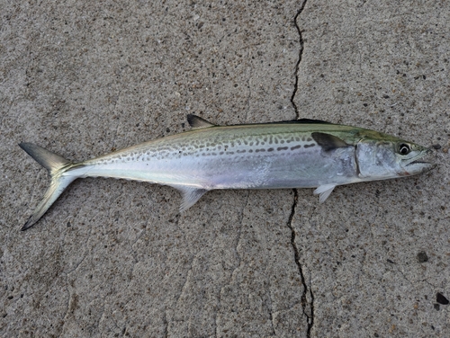 サゴシの釣果