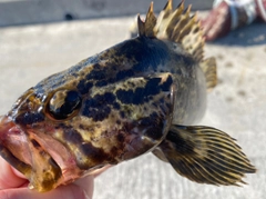 タケノコメバルの釣果