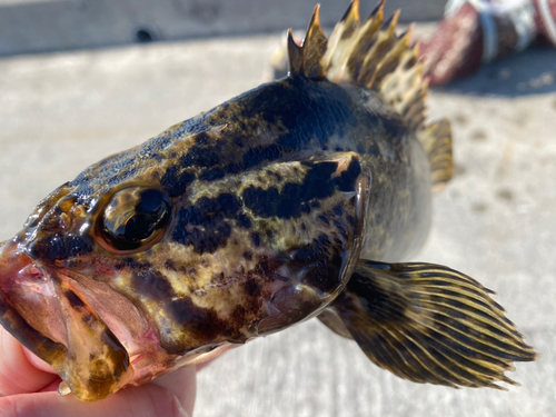 タケノコメバルの釣果