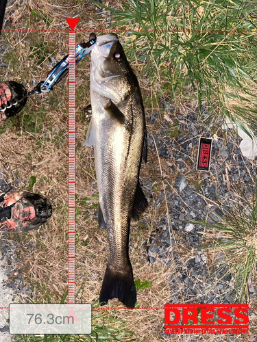 シーバスの釣果