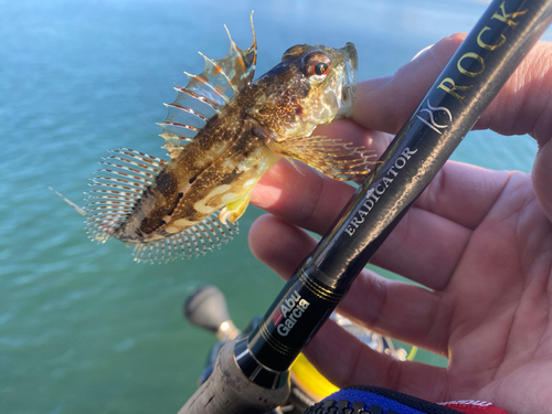 アナハゼの釣果