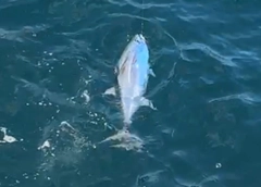 マグロの釣果