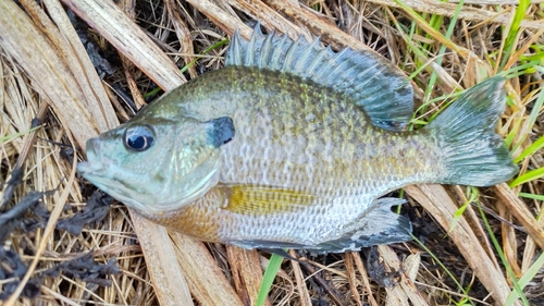 ブルーギルの釣果