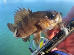 メバルの釣果