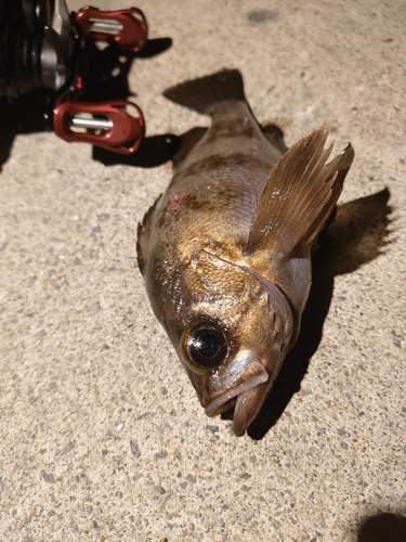 メバルの釣果