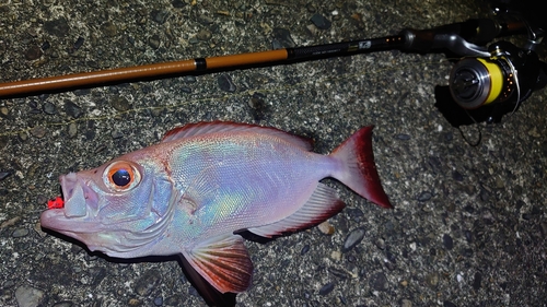 ホウセキキントキの釣果