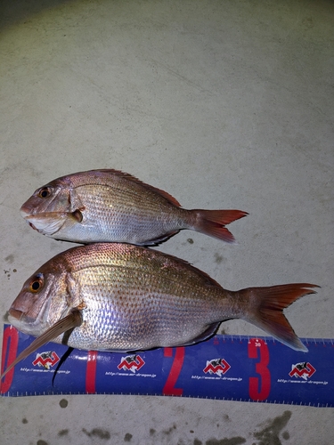 マダイの釣果