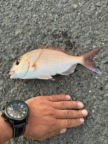 チャリコの釣果