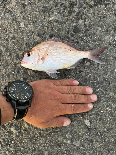 チャリコの釣果