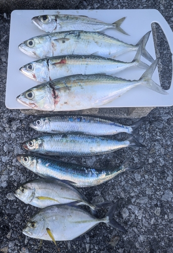 メアジの釣果