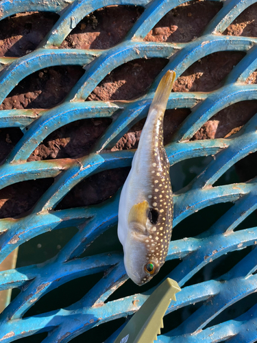 コノシロの釣果