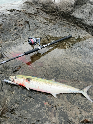 サワラの釣果