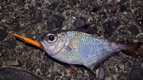 ミナミハタンポの釣果