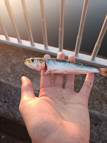 イワシの釣果