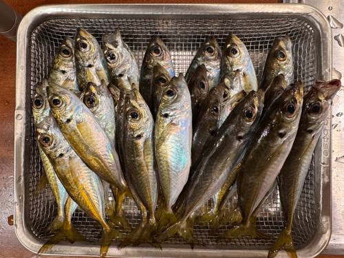 アジの釣果