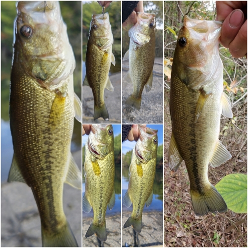 ブラックバスの釣果