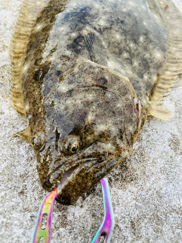 ヒラメの釣果