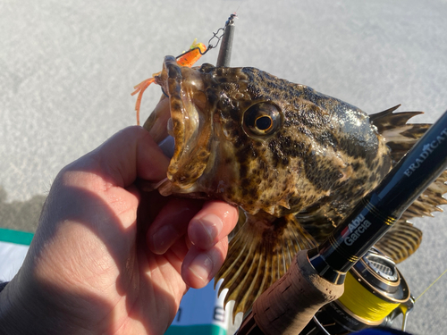 タケノコメバルの釣果