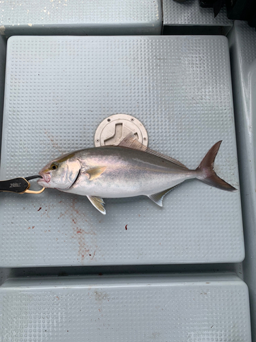 カンパチの釣果