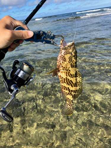 イシミーバイの釣果