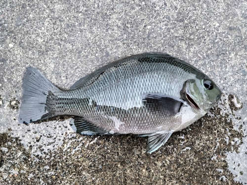 メジナの釣果