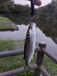 ボラの釣果