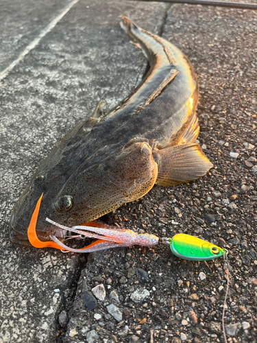 マゴチの釣果