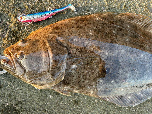 ヒラメの釣果