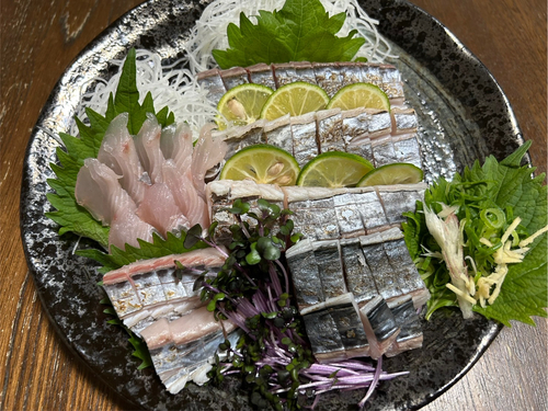 サゴシの釣果