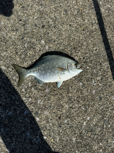 アイゴの釣果