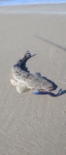 マゴチの釣果