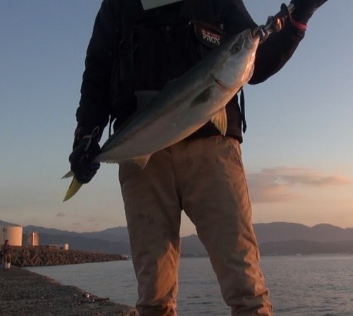 ハマチの釣果