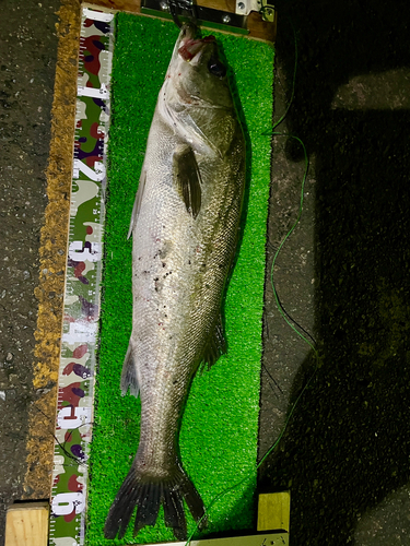 シーバスの釣果