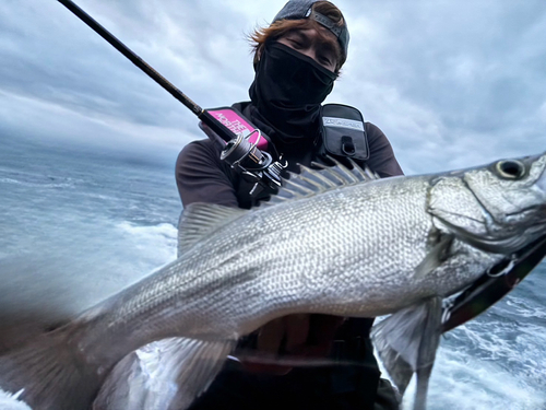 ヒラスズキの釣果