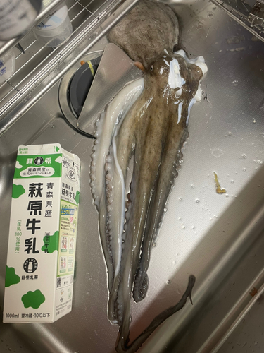 タコの釣果