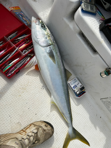 ブリの釣果