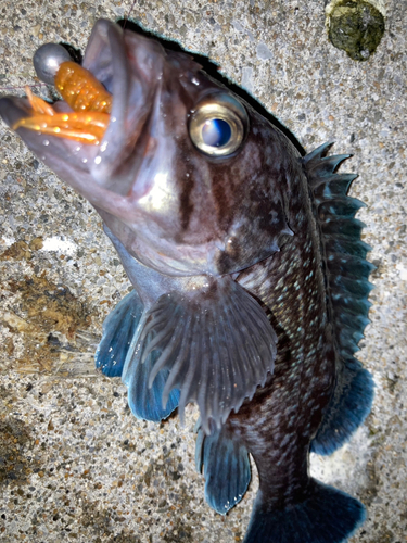 マゾイの釣果