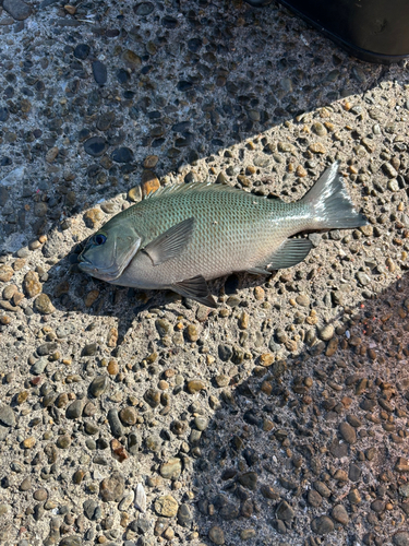 興津港海浜公園