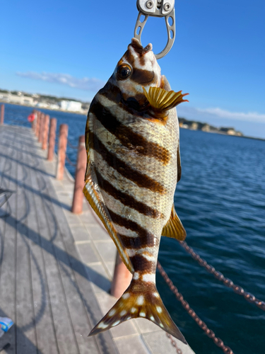 タカノハダイの釣果