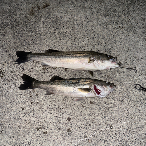 シーバスの釣果