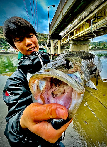 スズキの釣果